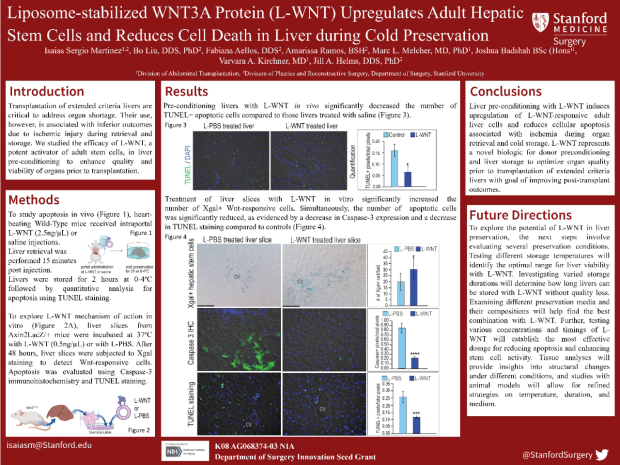 Poster: Liposome-stabilized WNT3A Protein (L-WNT) Upregulates Adult Hepatic Stem Cells and Reduces Cell Death in Liver during Cold Preservation 